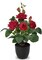 Artificial Plants & Flowers in Vase Red Roses Artificial Flowers Potted Plant Faux Silk Flower with Black Pot Fake Rose Flower Arrangement Home Decor Bathroom Shelf Desk Decoration 15 Inch